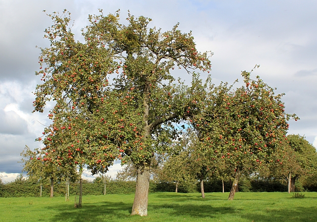 elderly apple tree